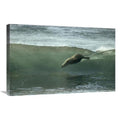20 x 30 in. Galapagos Sea Lion Art Print T4082