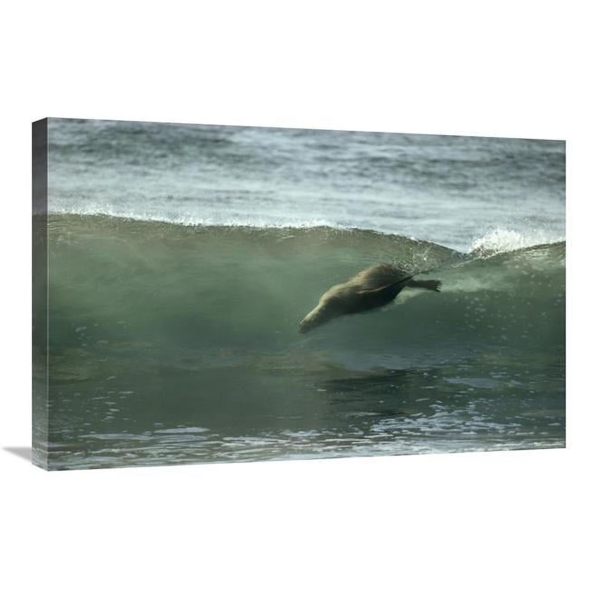 20 x 30 in. Galapagos Sea Lion Art Print T4082