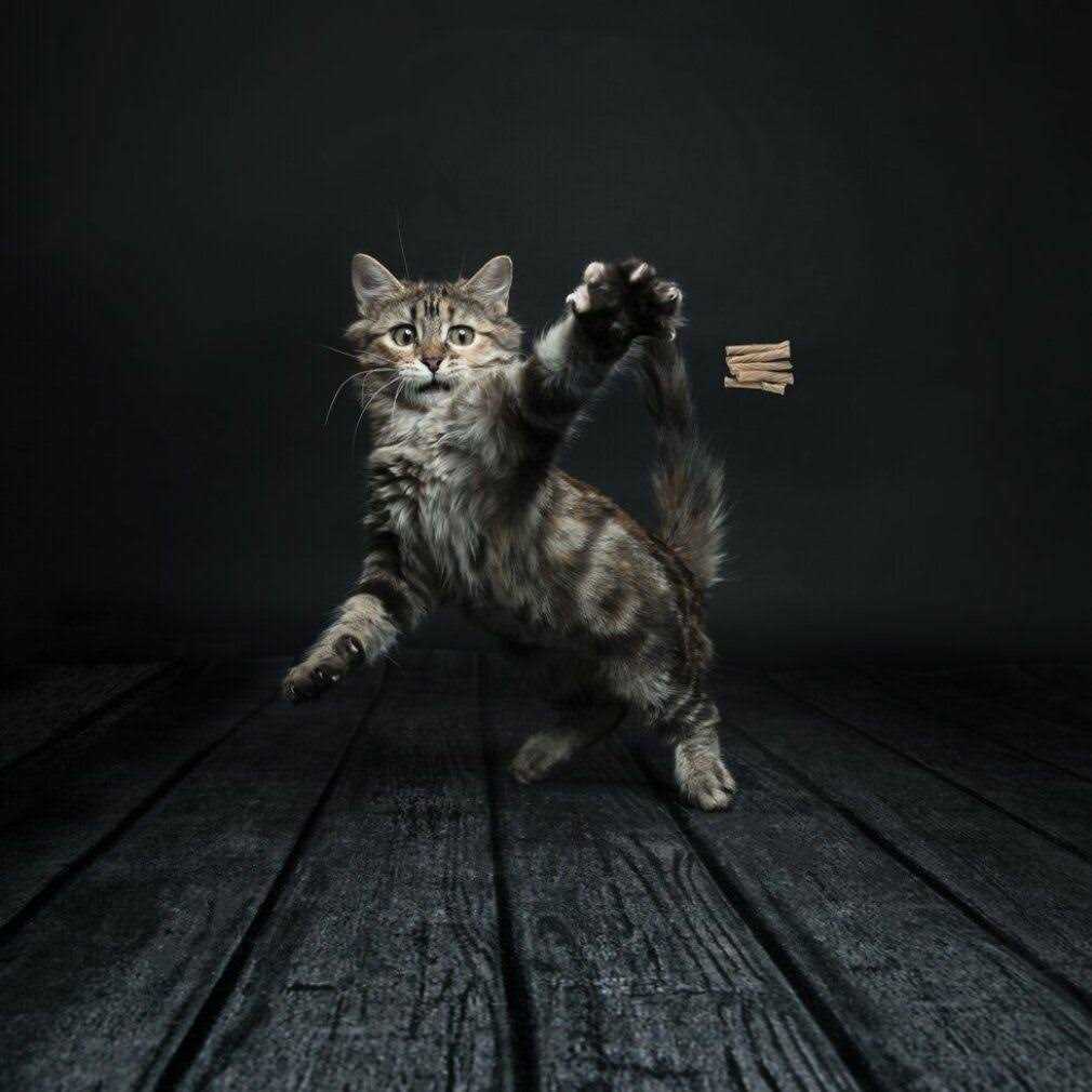 Cat Toy E60562