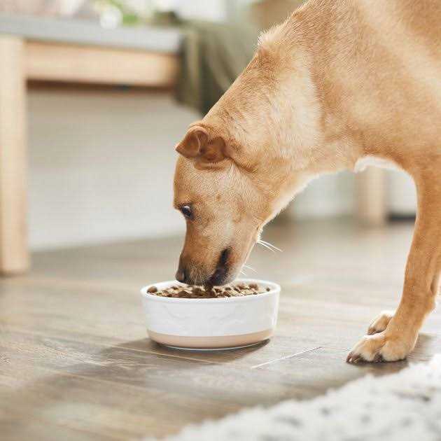 Ceramic Dog & Cat Bowl G794