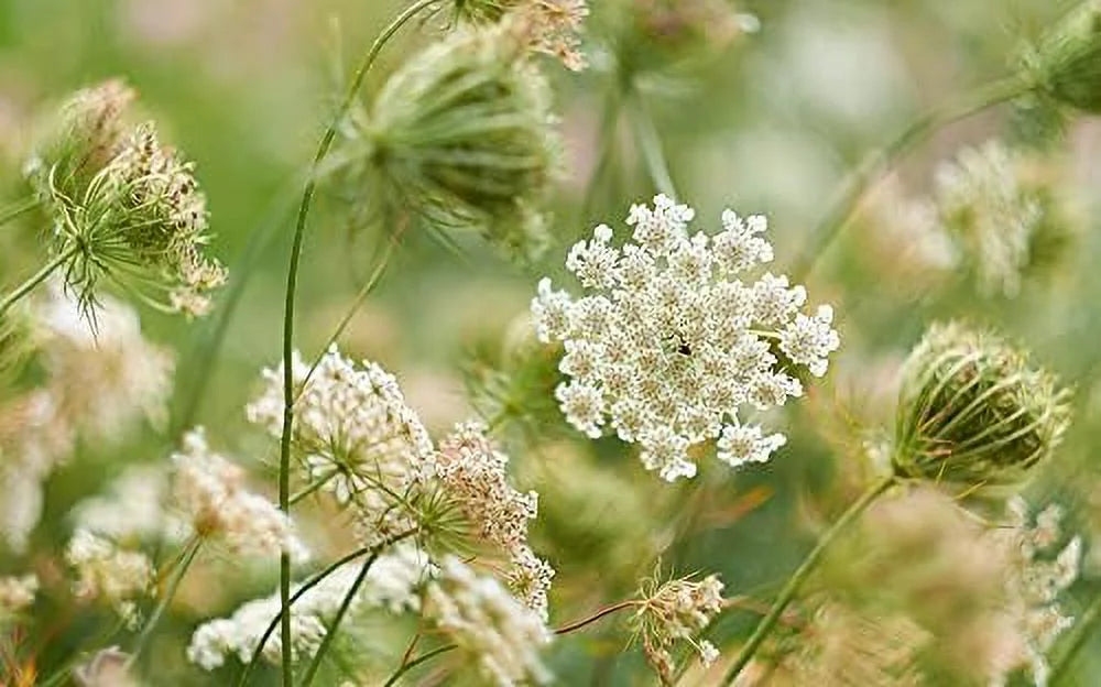 Queen Anne's Lace Seeds for Planting - 250 Seeds X8529