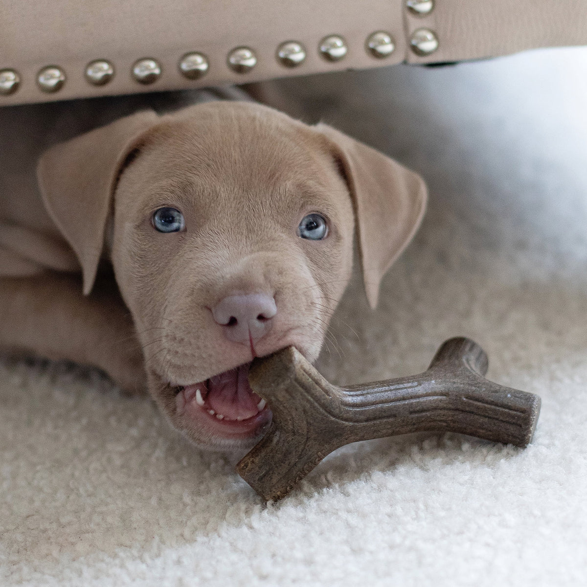 Tiny Bacon Durable Dog Chew Toy, 2-Pack Y6289
