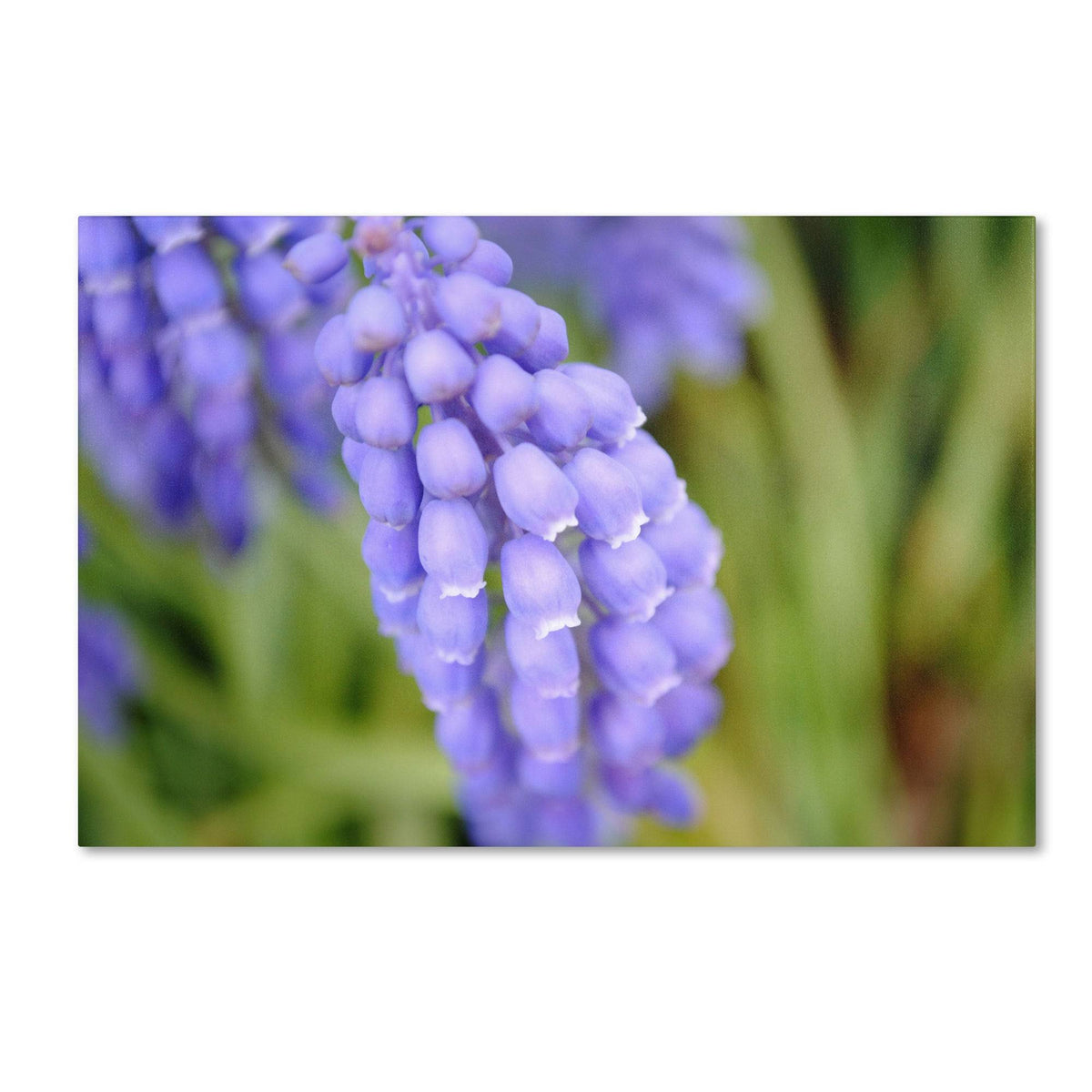 Canvas Art A4010