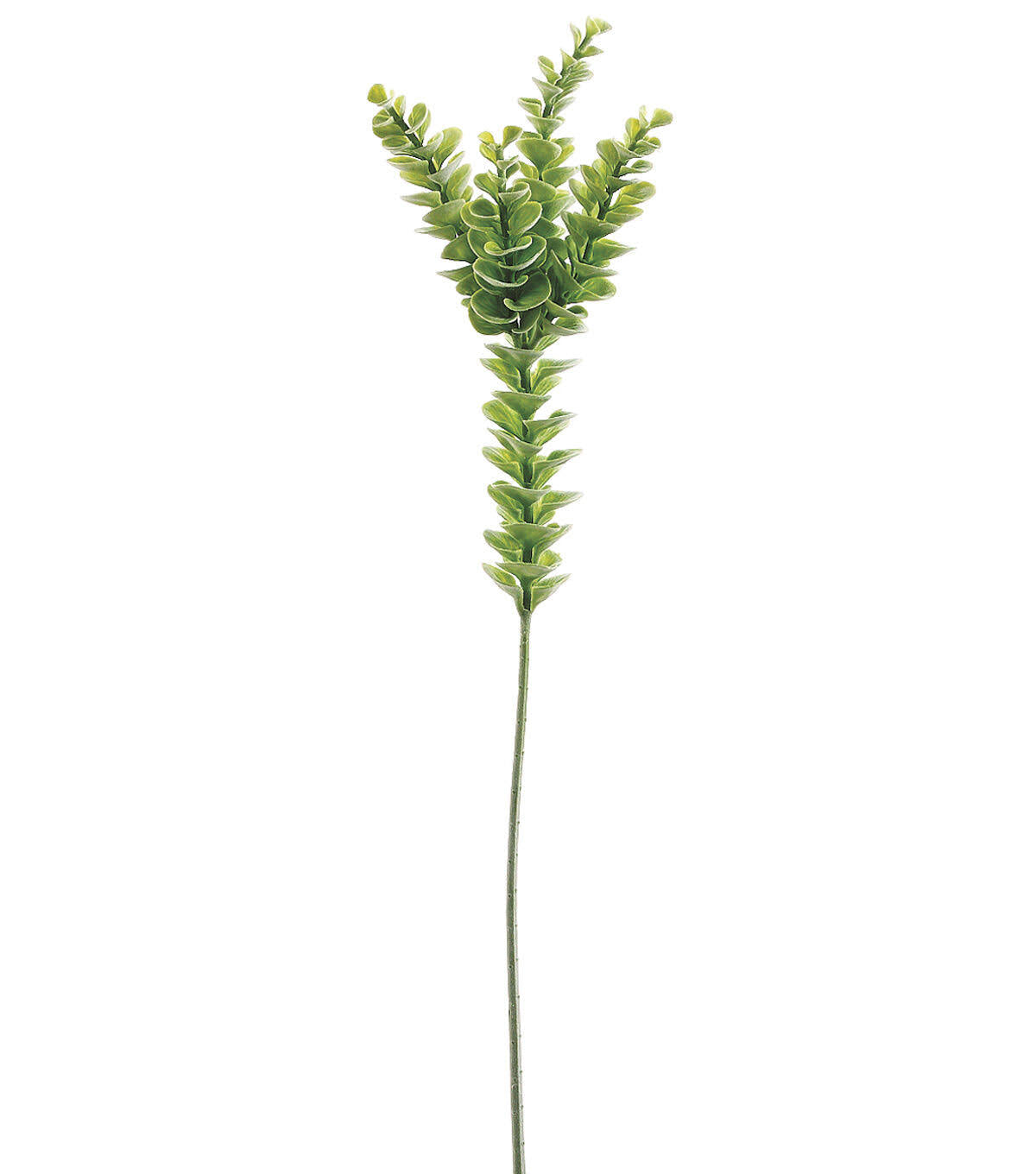 Eucalyptus Stem Green T65988