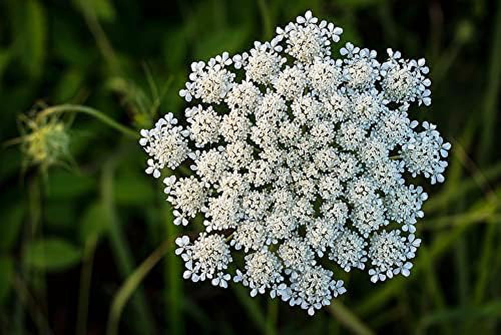 Queen Anne's Lace Seeds for Planting - 250 Seeds X8529
