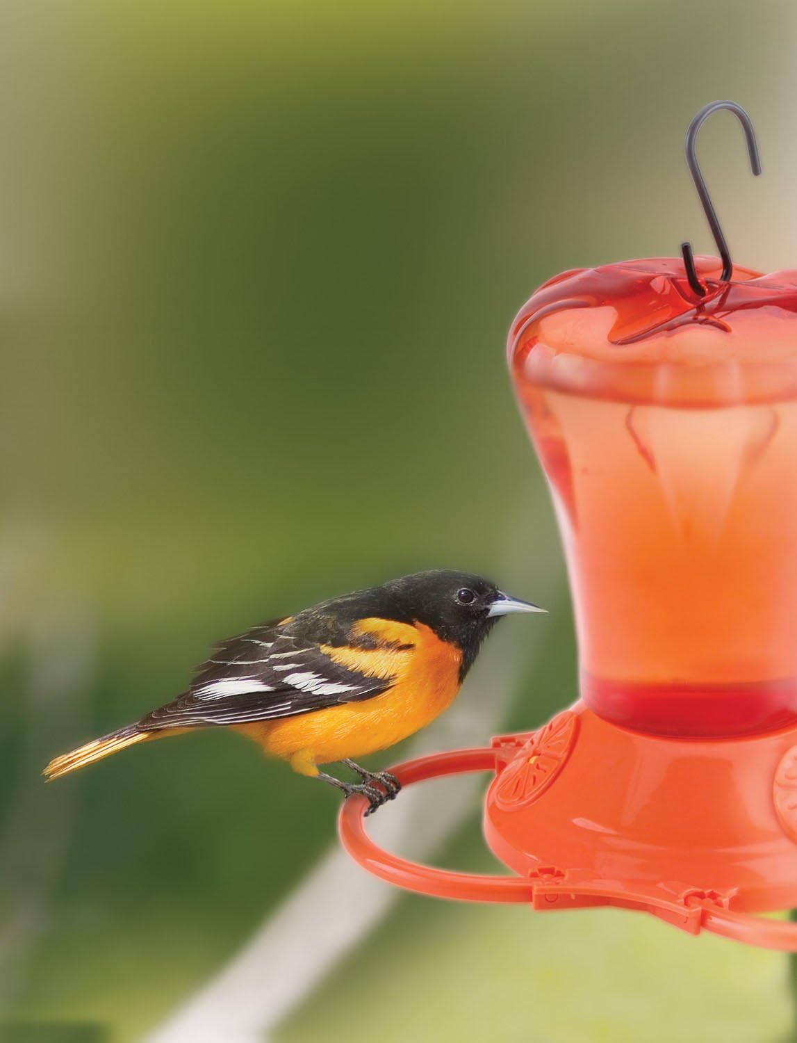 Orange 34-Ounce Oriole Feeder with Three Feeding Ports M92930