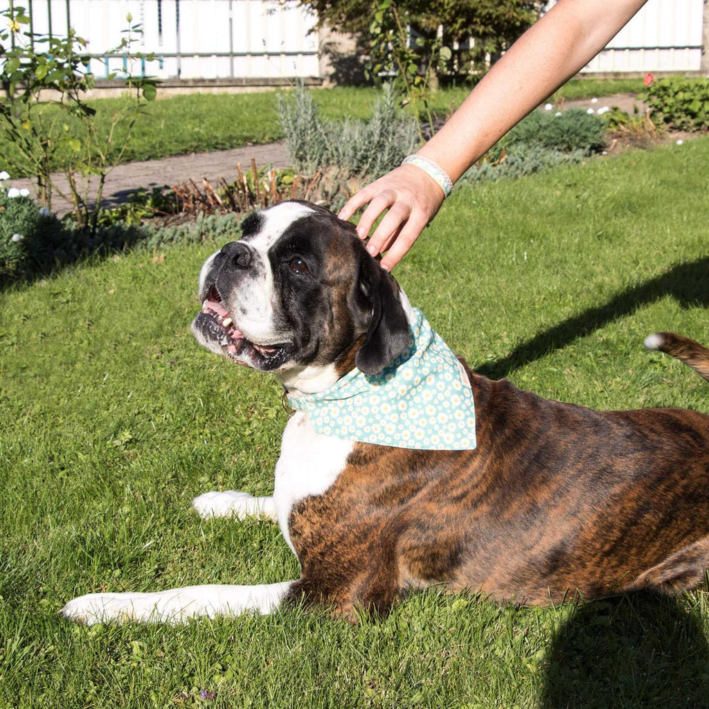 Matching Dog Collar, Bandana and Friendship Bracelet O44251