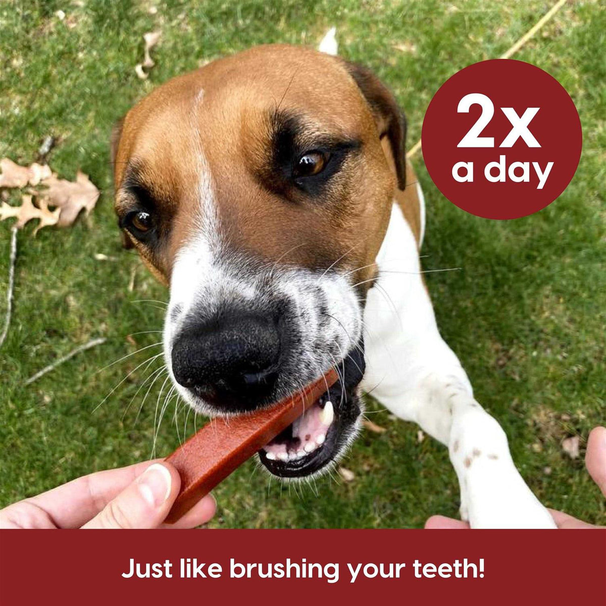 Brushless Toothpaste Dental Dog Chews T358