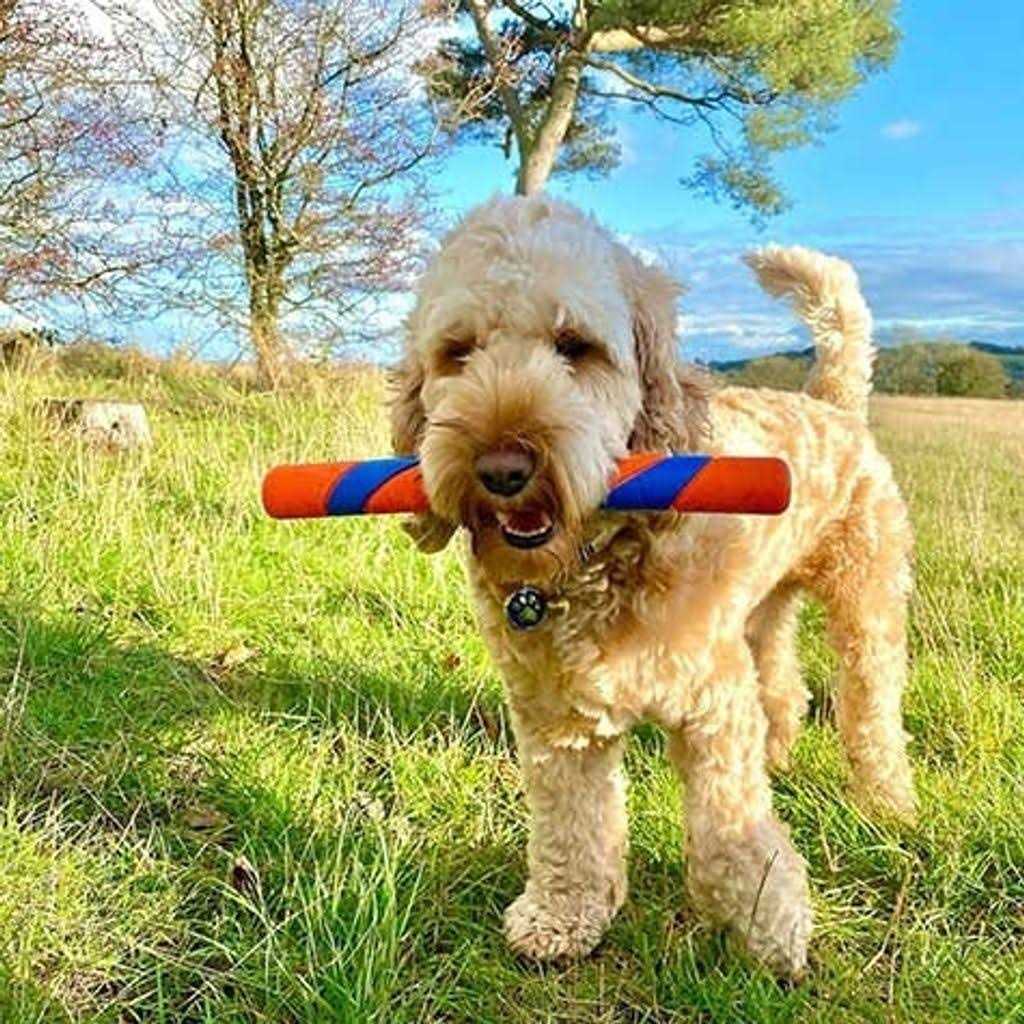 Dog Toy N1663