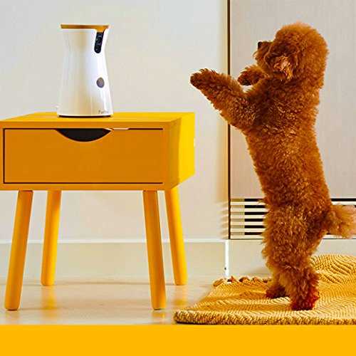 Dog Camera B409965