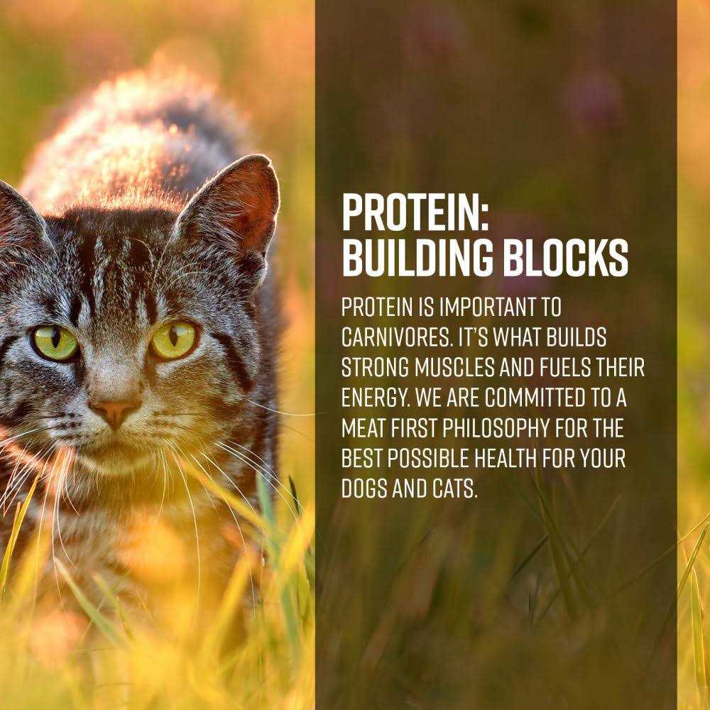 Cat Dry Food K664223