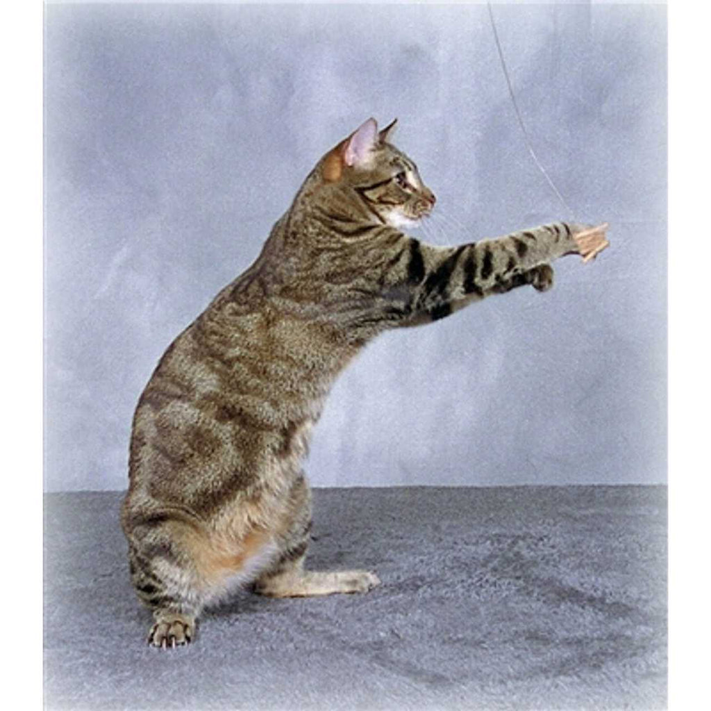 Cat Toy E60562